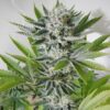 98 Aloha White Widow Feminized Cannabis Seeds | 98 Aloha Strain | The Seed Fair