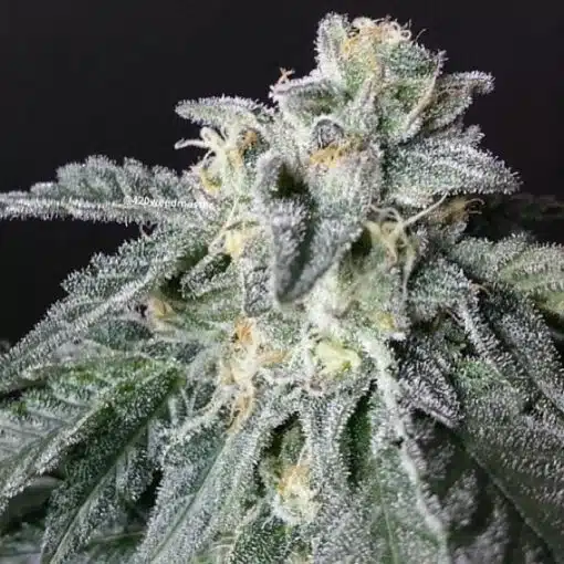 A-10 Feminized Cannabis Seeds | A-10 Feminized Strain | The Seed Fair