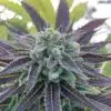 Bluniverse Graines de cannabis féminisées | Bluniverse Strain | The Seed Fair