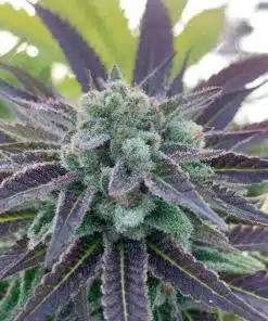 Bluniverse Graines de cannabis féminisées | Bluniverse Strain | The Seed Fair