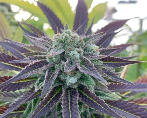 Bluniverse Feminized Cannabis Seeds | Bluniverse Strain | The Seed Fair