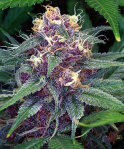 Cherry AK-47 Feminized Cannabis Seeds | Cherry AK-47 Strain | The Seed Fair