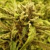 Doobiebird Daydream Feminized Cannabis Seeds | Doobiebird Daydream | The Seed Fair