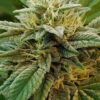 A-Train Feminized Cannabis Seeds | A-Train Feminized Strain | The Seed Fair