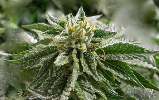 Abusive OG Feminized Cannabis Seeds | Abusive OG Strain | The Seed Fair