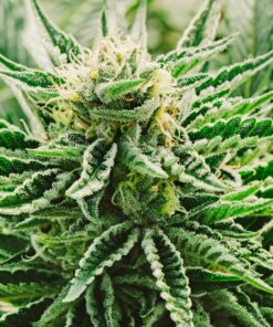 Afcrack Feminized Cannabis Seeds | Afcrack Feminized Strain | The Seed Fair