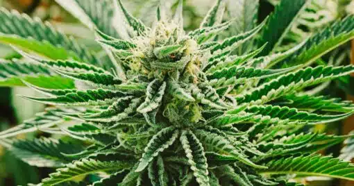 Afcrack Feminized Cannabis Seeds | Afcrack Feminized Strain | The Seed Fair