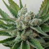 Afwreck Feminized Cannabis Seeds | Afwreck Feminized Strain | The Seed Fair