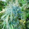 Alaskan Thunder Fuck Feminized Cannabis Seeds | Alaskan Thunder | The Seed Fair