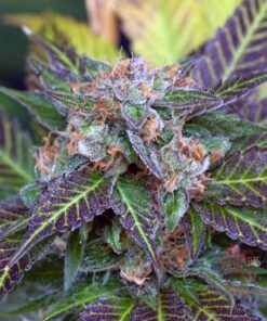 Alchemy Feminized Cannabis Seeds | Alchemy Feminized Strain | The Seed Fair