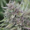 Alice in Wonderland Feminized Cannabis Seeds | Alice In Wonderland | The Seed Fair