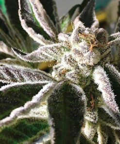 Alien Dawg Feminized Cannabis Seeds | Alien Dawg Strain | The Seed Fair