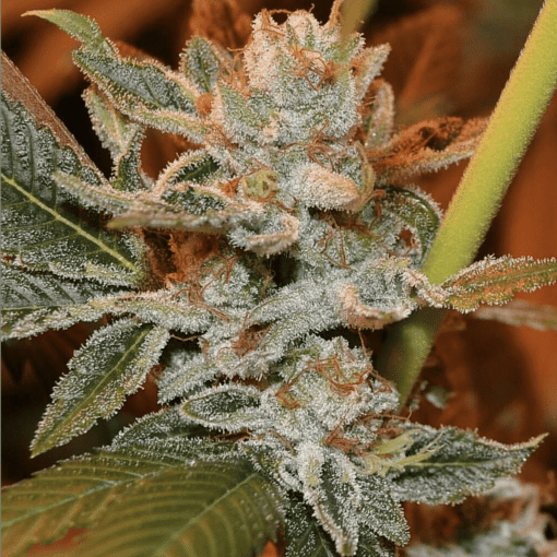 Alien Kush Feminized Cannabis Seeds | Alien Kush Strain | The Seed Fair
