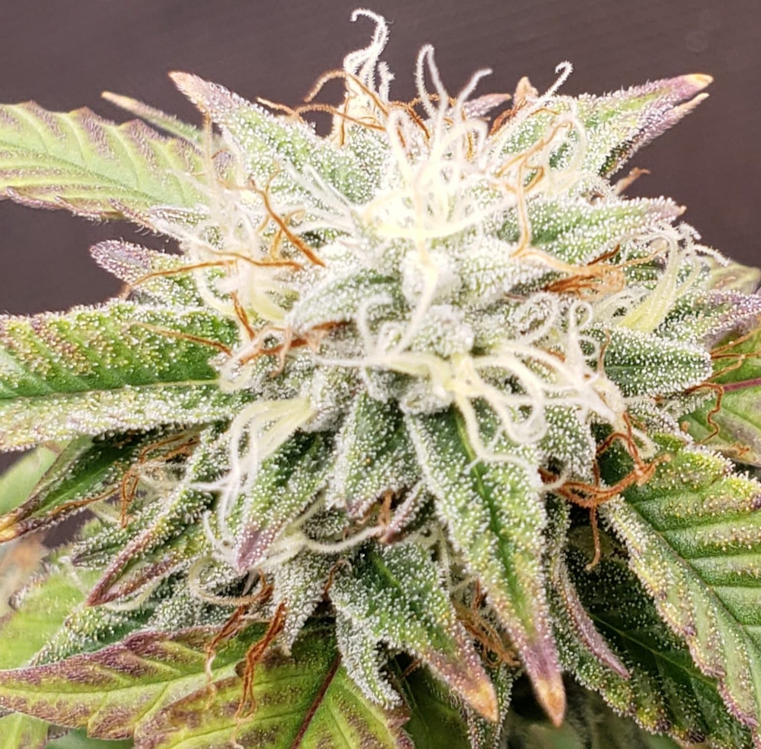 Alien Rock Candy Feminized Seeds | The Seed Fair