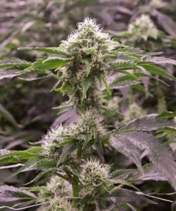 Allen Wrench Feminized Cannabis Seeds | Allen Wrench Strain | The Seed Fair