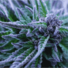 Alpha Blue Feminized Cannabis Seeds | Alpha Blue Strain | The Seed Fair