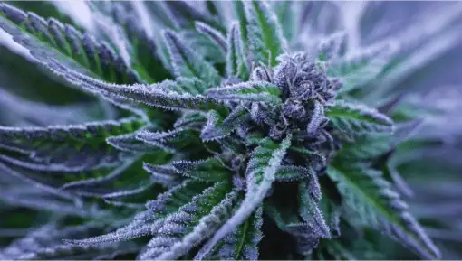 Alpha Blue Feminized Cannabis Seeds | Alpha Blue Strain | The Seed Fair