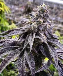 Ambrosia Feminized Cannabis Seeds | Ambrosia Feminized Strain | The Seed Fair