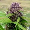 Amethyst Feminized Cannabis Seeds | Amethyst Feminized Strain | The Seed Fair