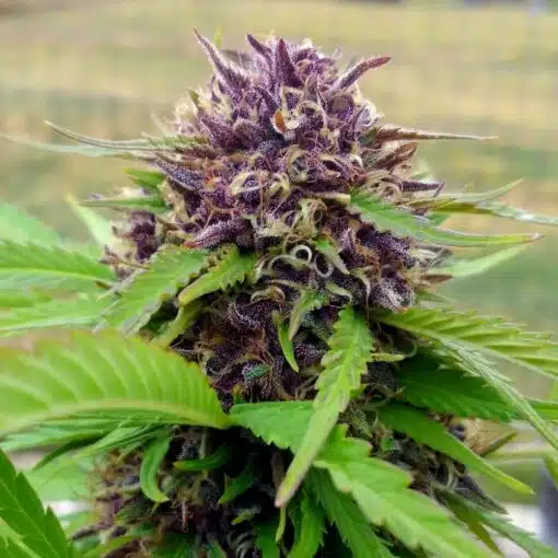 Amethyst Feminized Cannabis Seeds | Amethyst Feminized Strain | The Seed Fair