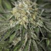 Amherst Diesel Feminized Cannabis Seeds | Amherst Diesel Strain | The Seed Fair