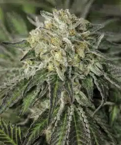 Amherst Diesel Feminized Cannabis Seeds | Amherst Diesel Strain | The Seed Fair