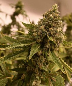 Ancient Kush Feminized Cannabis Seeds | Ancient Kush Strain | The Seed Fair