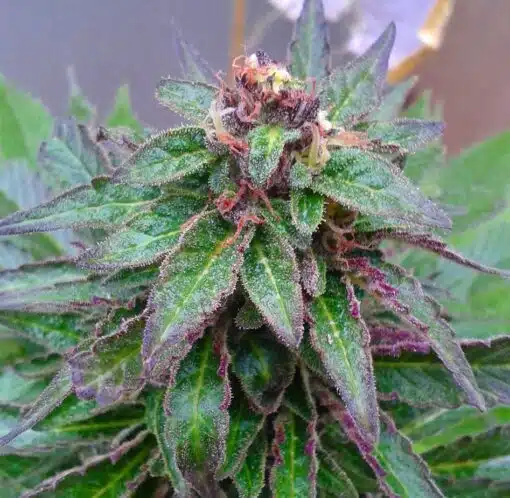 Anesthesia Feminized Cannabis Seeds | Anesthesia Feminized Strain | The Seed Fair