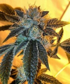 Angel OG Feminized Cannabis Seeds | Angel OG Strain | The Seed Fair