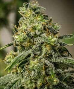 Apollo 13 Feminized Cannabis Seeds | Apollo 13 Strain | The Seed Fair