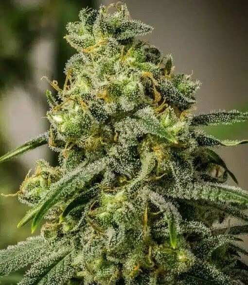 Apollo 13 Feminized Cannabis Seeds | Apollo 13 Strain | The Seed Fair
