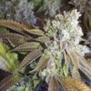 Aspen OG Feminized Cannabis Seeds | Aspen OG Strain | The Seed Fair