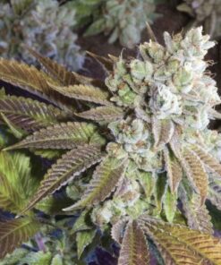 Aspen OG Feminized Cannabis Seeds | Aspen OG Strain | The Seed Fair