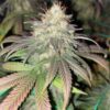 Atomic Northern Lights Feminized Cannabis Seeds | Atomic Strain | The Seed Fair