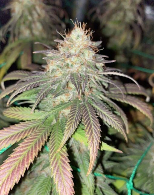 Atomic Northern Lights Feminized Cannabis Seeds | Atomic Strain | The Seed Fair