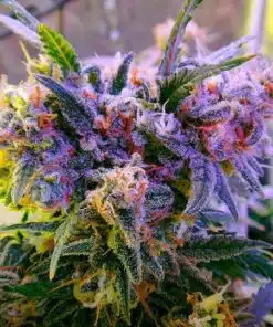 Aurora Feminized Cannabis Seeds | Aurora Feminized Strain | The Seed Fair