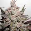 Banana Candy Feminized Cannabis Seeds | Banana Candy Strain | The Seed Fair | The Seed Fair Banana Candy Feminized Cannabis Seeds | Banana Candy Strain | The Seed Fair