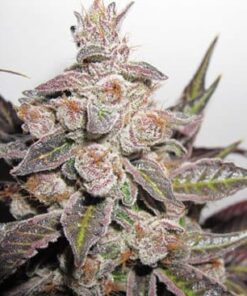 Banana Candy Feminized Cannabis Seeds | Banana Candy Strain | The Seed Fair