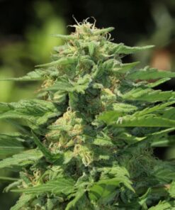 Banana Diesel Feminized Cannabis Seeds | Banana Diesel Strain | The Seed Fair