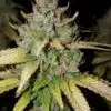 Bandana Feminized Cannabis Seeds | Bandana Feminized Strain | The Seed Fair