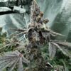 Batman OG Feminized Cannabis Seeds | Batman OG Strain | The Seed Fair