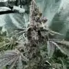 Batman OG Feminized Cannabis Seeds | Batman OG Strain | The Seed Fair