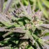 Biddy Early Feminized Cannabis Seeds | Biddy Early Strain | The Seed Fair