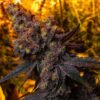 Big Smooth Feminized Cannabis Seeds | Big Smooth Strain | The Seed Fair