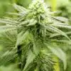 Biochem Feminized Cannabis Seeds | Biochem Feminized Strain | The Seed Fair