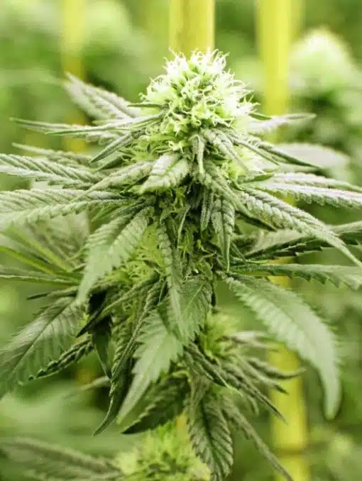 Biochem Feminized Cannabis Seeds | Biochem Feminized Strain | The Seed Fair
