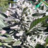 Bio Diesel Feminized Cannabis Seeds | Bio Diesel Strain | The Seed Fair