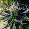Black '84 Feminized Cannabis Seeds | Black 84 Strain | The Seed Fair