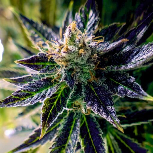 Black '84 Feminized Cannabis Seeds | Black 84 Strain | The Seed Fair