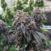 Black Afghan Feminized Cannabis Seeds | Black Afghan Strain | The Seed Fair